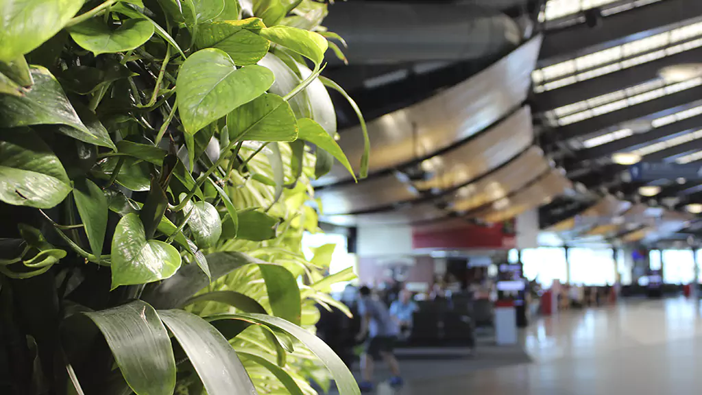Can You Take Plants on an International Flight?